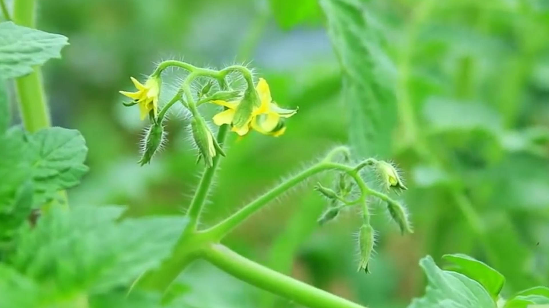 該死的“重茬”怎么辦？來看看咋解決