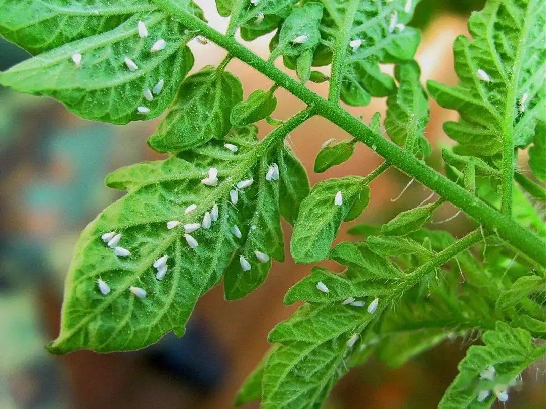 白粉虱打不干凈？教你打！