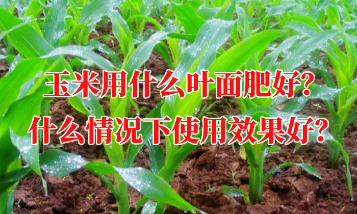 玉米用什么葉面肥好？什么情況下使用效果好？