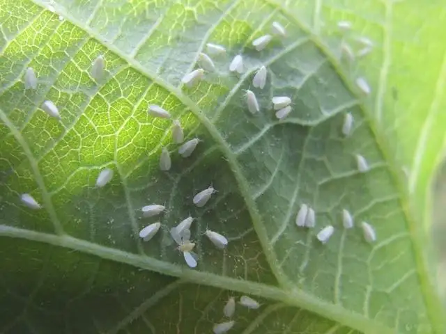 白粉虱，推薦五種防治方法！