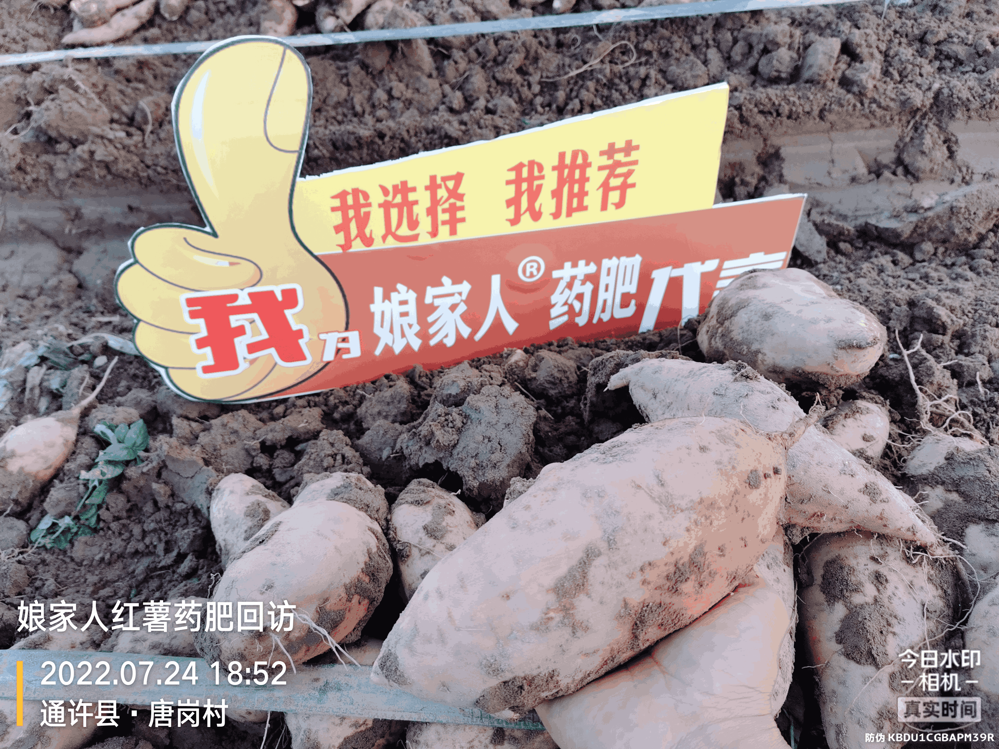 紅薯豐收，用了娘家人，“薯”你最棒！