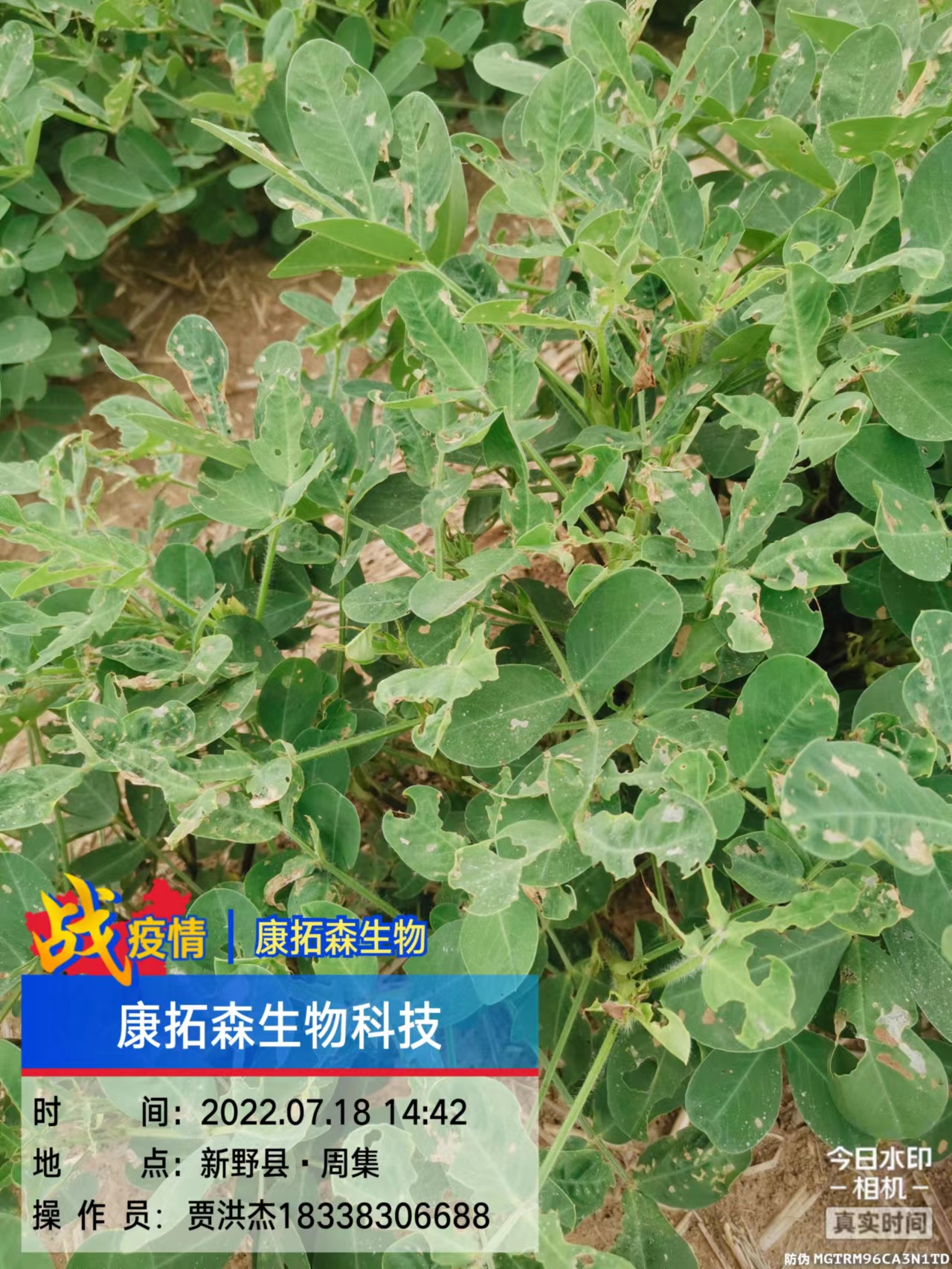 玉米、花生、大豆抗性青蟲該怎么打？